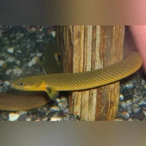 Reedfish