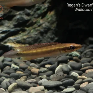 Regan's Dwarf Pike Cichlid (Wallaciia regani)