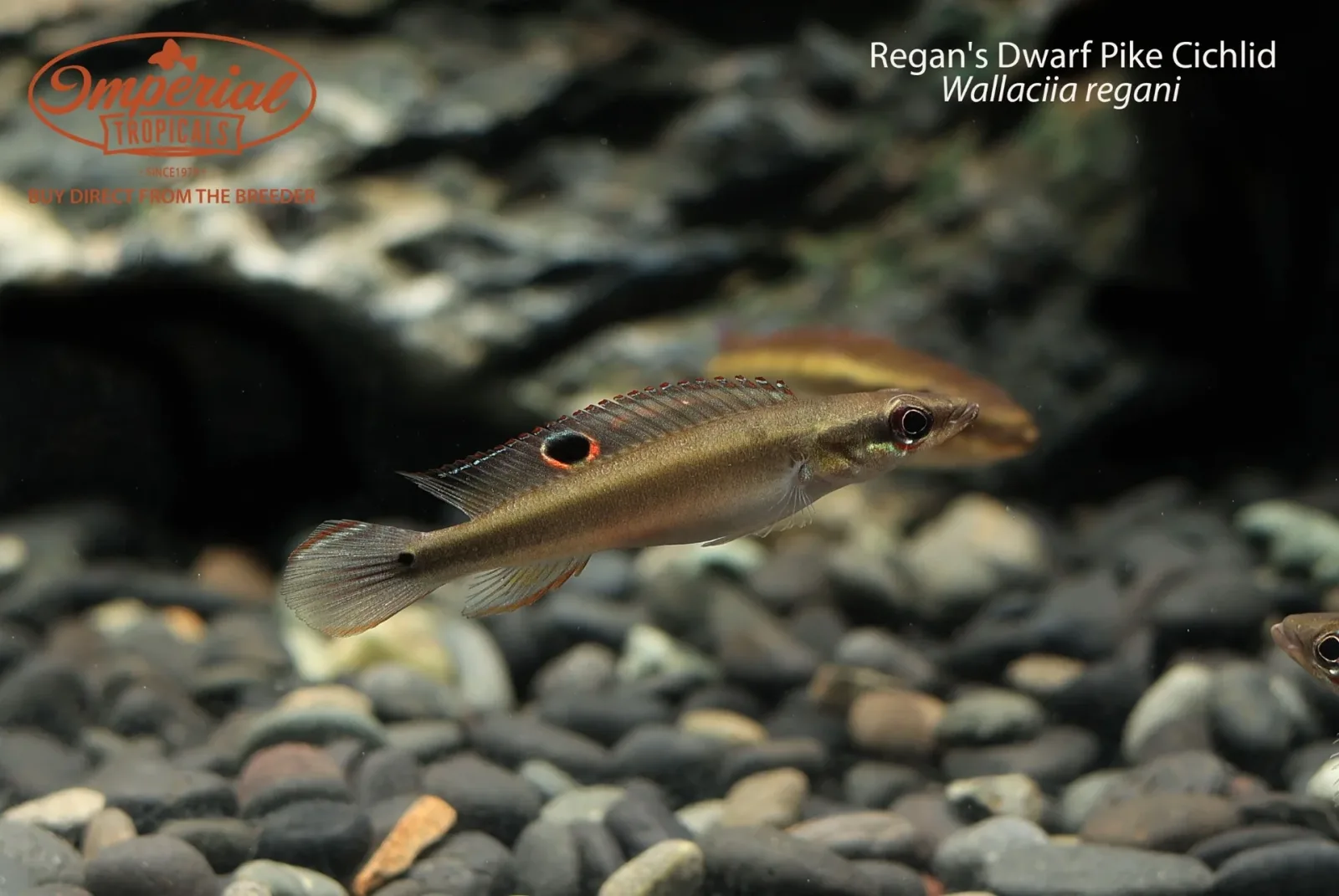 Regan's Dwarf Pike Cichlid (Wallaciia regani) - Image 2