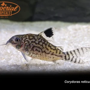 Reticulated Brochis