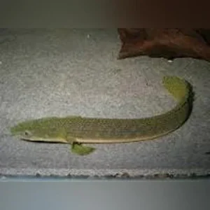 Retro Bichir