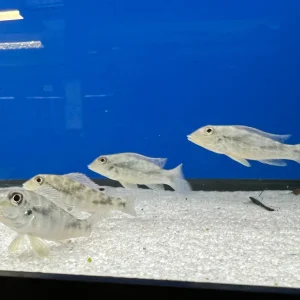 Retroculus lapidifer