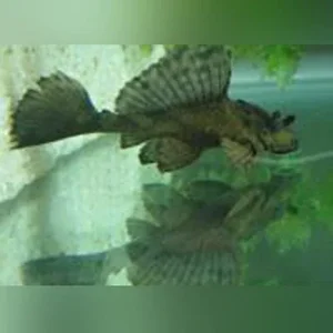 Rhino Pleco