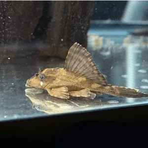 Rhino Pleco
