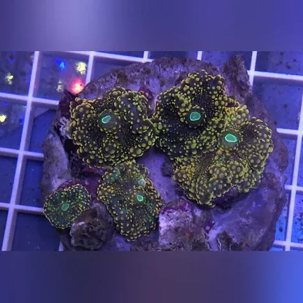Ricordea Mushroom Coral