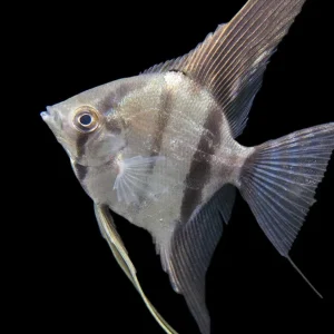 Rio Xingu Angelfish (Pterophyllum scalare), Tank-Bred