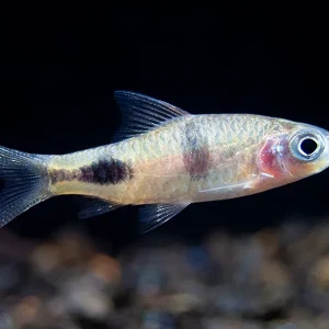 Rohani Barb (Dawkinsia Rohani), Tank-Bred
