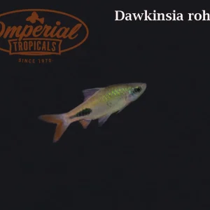 Rohan's Tear-Spot Barb (Dawkinsia rohani)