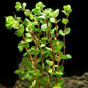 Rose Red Rotala (Rotala macrandra), bunch