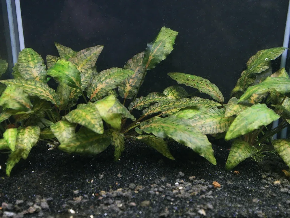 Rosen Maiden Crypt. (Cryptocoryne nurii 'Rosen Maiden') Potted - Image 2