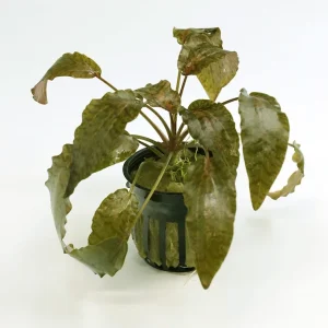 Rosen Maiden Crypt. (Cryptocoryne nurii 'Rosen Maiden') Potted