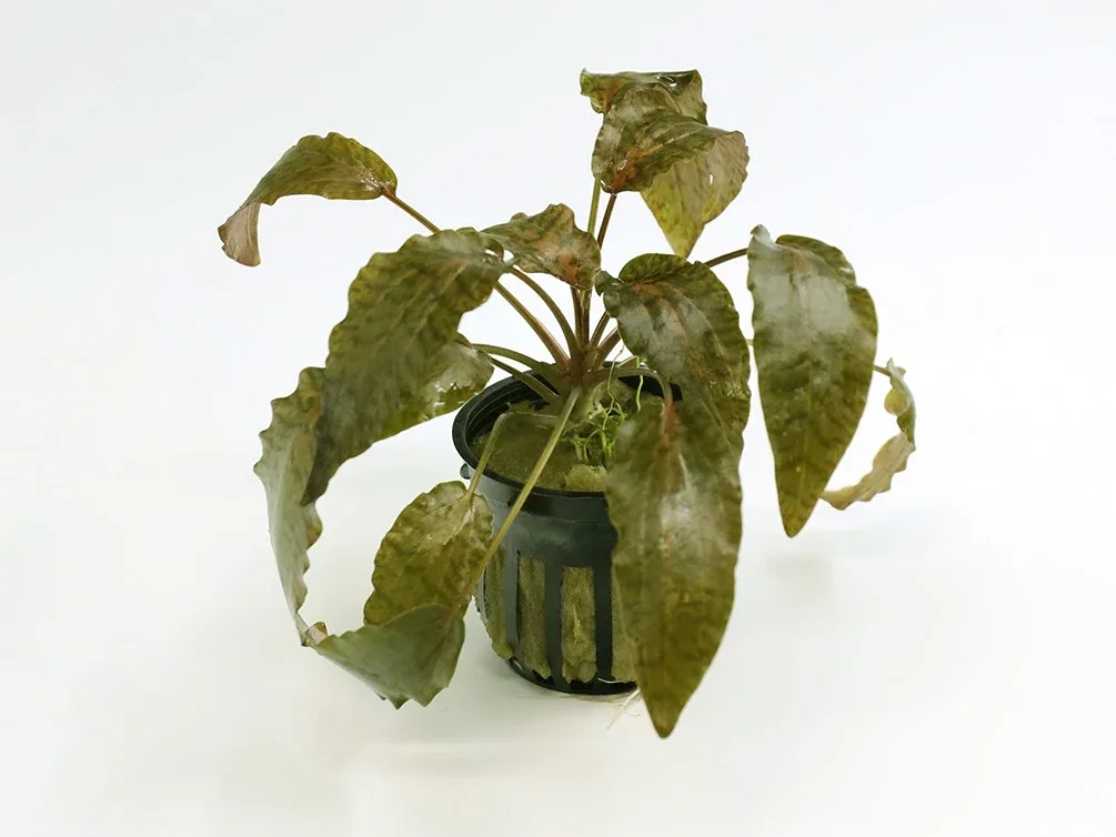 Rosen Maiden Crypt. (Cryptocoryne nurii 'Rosen Maiden') Potted
