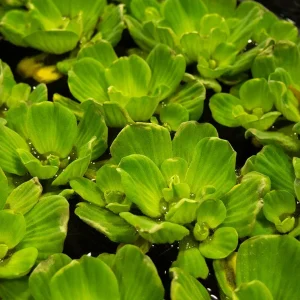 Rosette Water Lettuce (Pistia stratiotes)