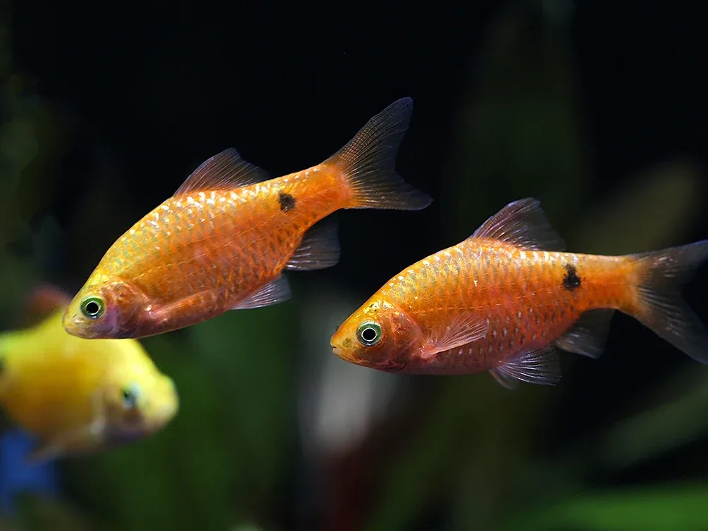 Rosy Barb (Puntius conchonius) – Tank Bred - Image 2