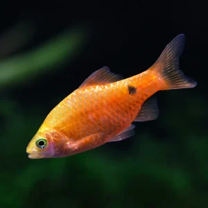 Rosy Barb (Puntius conchonius) – Tank Bred