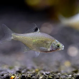 Rosy Bitterling (Rhodeus ocellatus ocellatus)