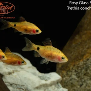 Rosy Glass Barb