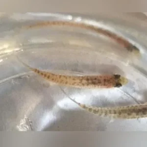 Rosy Loach