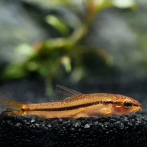 Rosy Loach/Botia (Petruichthys sp. "Tuberoschistura arakanensis")