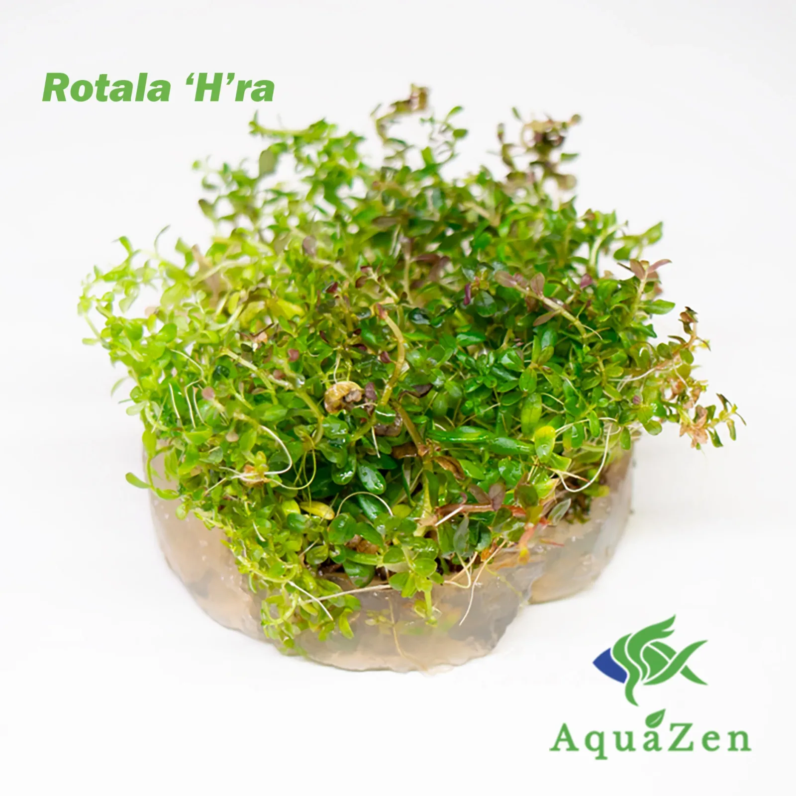 Rotala 'H'ra' (Rotala Rotundifolia 'H'ra' ) Tissue Culture
