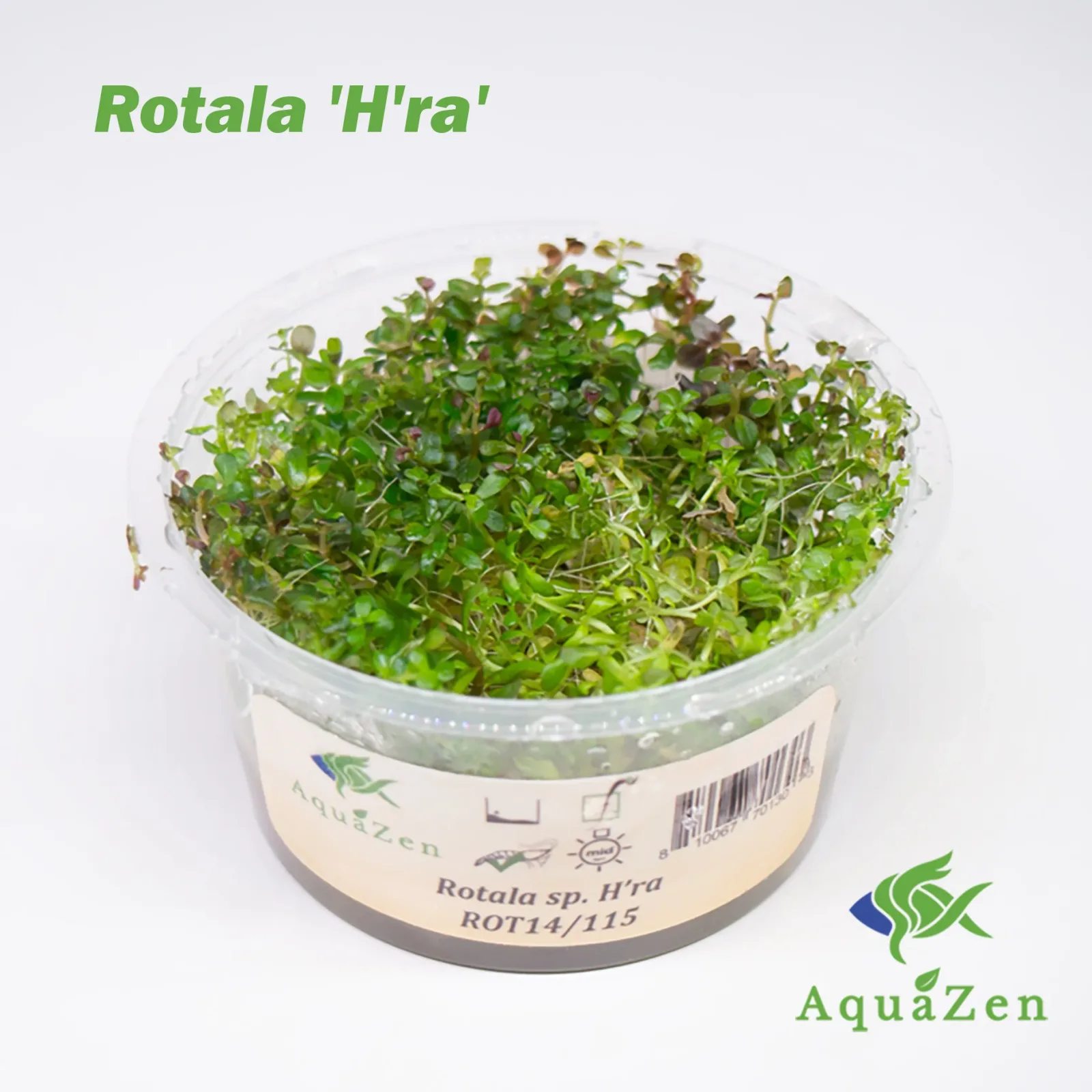 Rotala 'H'ra' (Rotala Rotundifolia 'H'ra' ) Tissue Culture - Image 2