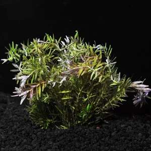 Rotala Indica | SD-2