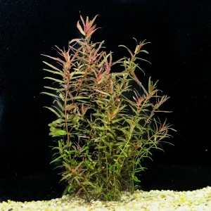 Rotala Magenta | SD-2