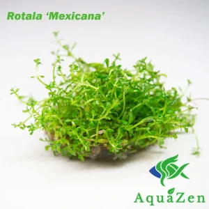 Rotala Mexicana (Rotala sp. 'Mexicana') Tissue Culture