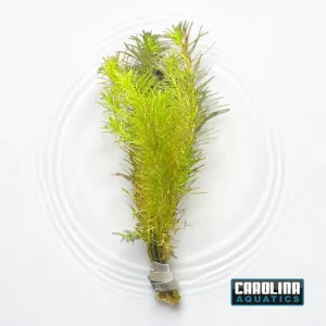 Rotala Nanjenshan