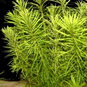Rotala Nanjenshan | SD-2
