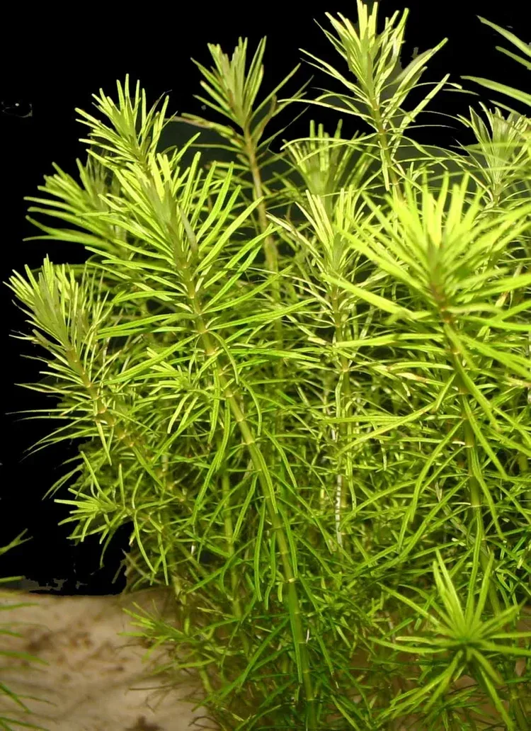 Rotala Nanjenshan | SD-2