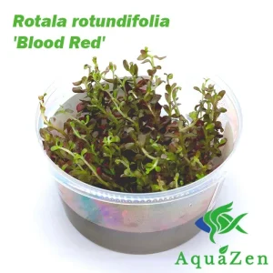 Rotala rotundifolia 'Blood Red' - Tissue Culture