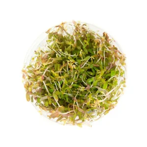 Rotala Vietnam H'ra (Rotala rotundifolia "Vietnam H'ra") Tissue Culture