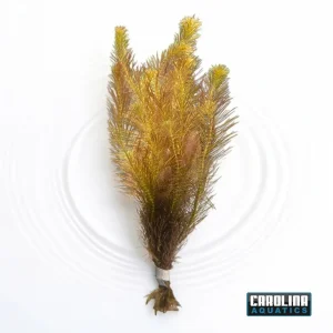 Rotala Wallichii