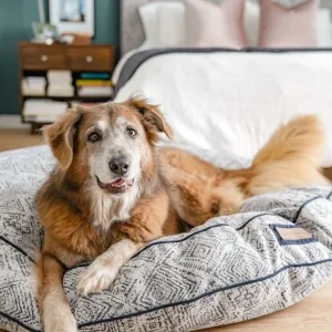 Round Pet Bed in Sapphire Spaniel