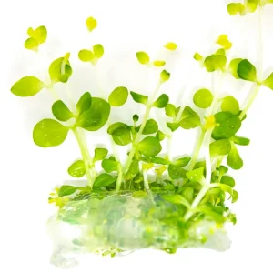 Roundleaf Lindernia (Lindernia rotundifolia) Tissue Culture
