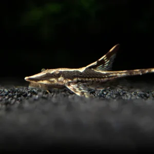 Royal Farlowella (Sturisoma panamense) aka Whiptail Catfish - Tank-Bred!
