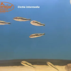 Royal Peacock Bass