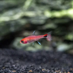 Ruby Tetra (Axelrodia riesei)
