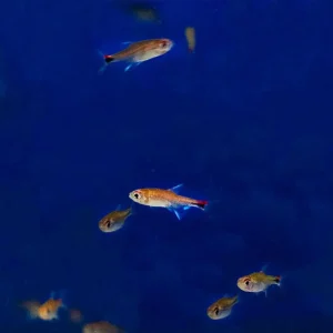 Ruby Tetra