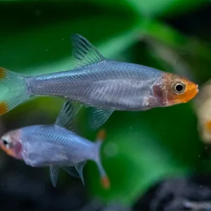 Rummy Nose Rasbora AKA Sawbwa Barb (Sawbwa resplendens) - TANK-BRED!!!