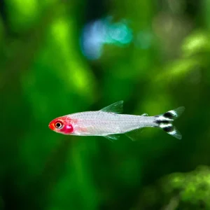 Rummy Nose Tetra (Hemigrammus bleheri), Tank-Bred