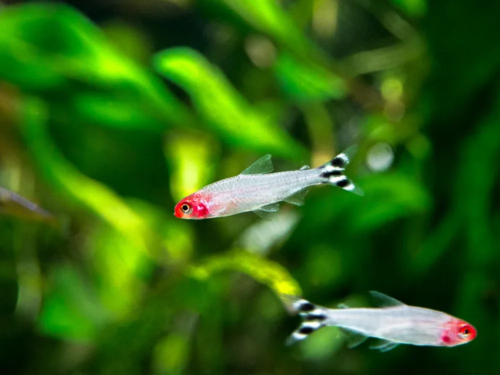 Rummy Nose Tetra (Hemigrammus bleheri), Tank-Bred - Image 2