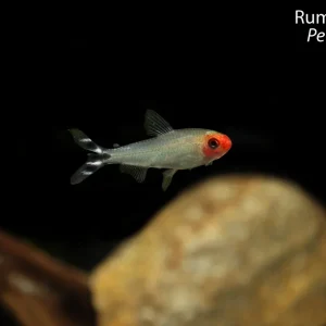 Rummynose Tetra
