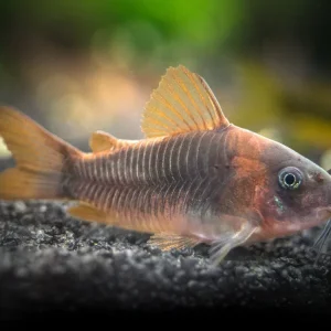 Rust Cory Catfish (Corydoras rabauti), TANK-BRED!!!
