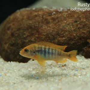 Rusty Cichlid