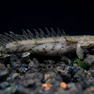 Saddled Bichir (polypterus endlicheri) - Tank-Bred!