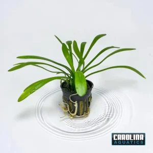 Sagittaria Dwarf Potted