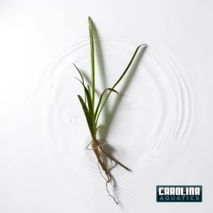 Sagittaria Subulata Dwarf