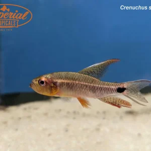 Sailfin Tetra